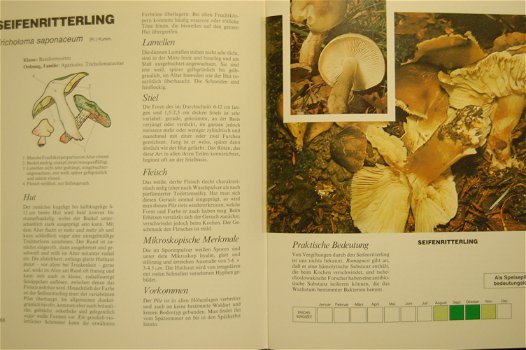 Einheimische Pilze. Band 2 - 2