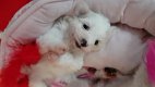 Super schattige Maltese puppy's klaar voor een nieuw huis - 0 - Thumbnail