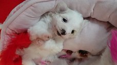 Super schattige Maltese puppy's klaar voor een nieuw huis