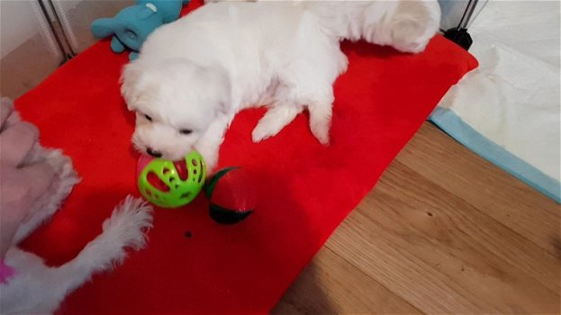 Super schattige Maltese puppy's klaar voor een nieuw huis - 1