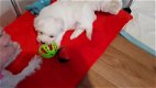 Super schattige Maltese puppy's klaar voor een nieuw huis - 1 - Thumbnail