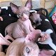 Sphynx kittens - 0 - Thumbnail