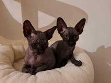 Sphynx kittens