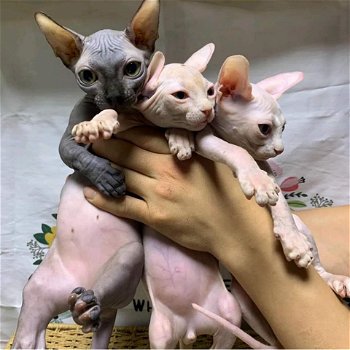 Sphynx kittens - 0