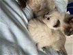 Ragdoll-kittens van zuiver ras die nu klaar zijn voor hun vrije huis - 0 - Thumbnail