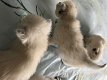 Ragdoll-kittens van zuiver ras die nu klaar zijn voor hun vrije huis - 1 - Thumbnail