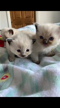 Ragdoll-kittens van zuiver ras die nu klaar zijn voor hun vrije huis - 2