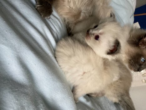 Ragdoll-kittens van zuiver ras die nu klaar zijn voor hun vrije huis - 0