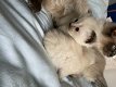 Ragdoll-kittens van zuiver ras die nu klaar zijn voor hun vrije huis - 0 - Thumbnail