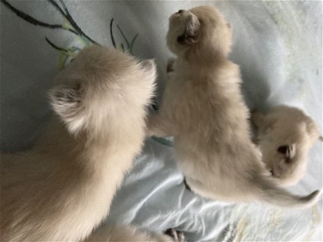 Ragdoll-kittens van zuiver ras die nu klaar zijn voor hun vrije huis - 1