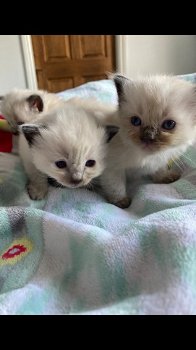 Ragdoll-kittens van zuiver ras die nu klaar zijn voor hun vrije huis - 2