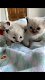 Ragdoll-kittens van zuiver ras die nu klaar zijn voor hun vrije huis - 2 - Thumbnail