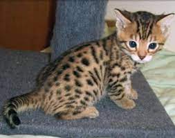 schattige Bengaalse kittens voor adoptie - nr. 1