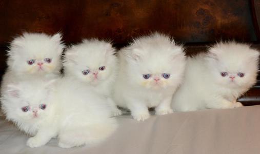 mooie perzische kittens ter adoptie - nr. 1