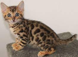 mannelijke en vrouwelijke Bengaalse kittens voor adoptie - nr. 1