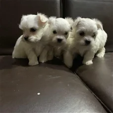 gave maltese puppy's