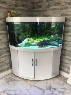 Aquarium Setups, stingrays and plants