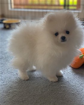 Onbetaalbaar wit Pommeren puppy voor adoptie - 0
