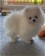 Onbetaalbaar wit Pommeren puppy voor adoptie - 0 - Thumbnail