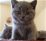 *Twinnie man en vrouw Britse korthaar kittens - 0 - Thumbnail