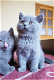 *Twinnie man en vrouw Britse korthaar kittens - 1 - Thumbnail