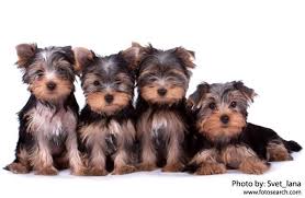 schattige puppy's van yorkshire voor een gratis adoptie.