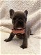 Kc Reg Franse bulldog Pups 4 Verkoop van erkende fokker - 0 - Thumbnail