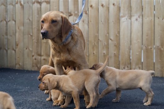 Schattige Golden Retriever-puppy's - 0