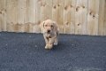 Schattige Golden Retriever-puppy's - 2 - Thumbnail