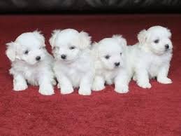 Mini Toy Maltese Cadeau voor gratis adoptie - 0