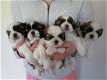 Shih tzu cadeau - 0 - Thumbnail