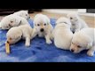 Labrador puppy's cadeau, gratis adoptie - 0 - Thumbnail