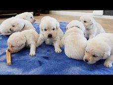 Labrador puppy's cadeau, gratis adoptie