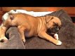 Adorable Boxer - 0 - Thumbnail