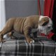Indrukwekkend cadeau Engelse Bulldog-puppy's - 0 - Thumbnail