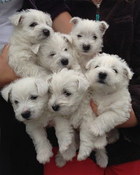 Western highland terrier - 0