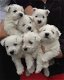 Western highland terrier - 0 - Thumbnail