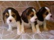 Cadeau vrouwelijke en mannelijke Beagle-puppy's - 0 - Thumbnail