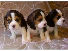 Cadeau vrouwelijke en mannelijke Beagle-puppy's