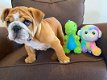 Sweetest Male English bulldog puppies - 0 - Thumbnail
