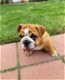 Sweetest Male English bulldog puppies - 1 - Thumbnail