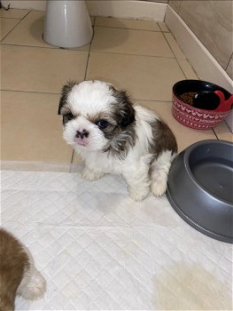 Shih-tzu-puppy's - 0