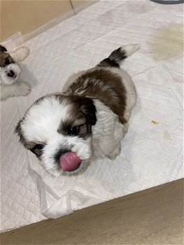 Shih-tzu-puppy's - 1