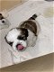 Shih-tzu-puppy's - 1 - Thumbnail