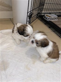 Shih-tzu-puppy's - 2