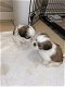 Shih-tzu-puppy's - 2 - Thumbnail