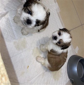 Shih-tzu-puppy's - 3