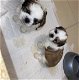 Shih-tzu-puppy's - 3 - Thumbnail