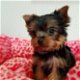 Pure Yorkshire Terrier-puppy's - 0 - Thumbnail