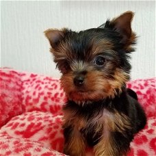 Pure Yorkshire Terrier-puppy's